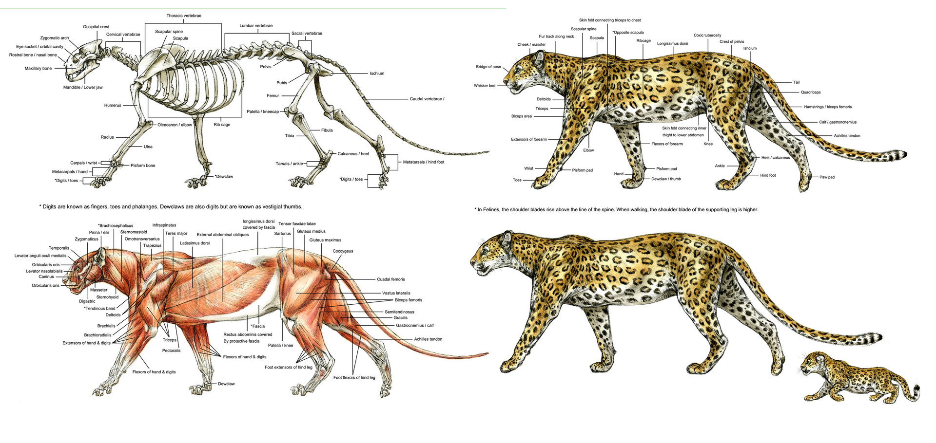 Animal anatomy studies from Terryl's book Science of Creature Design.