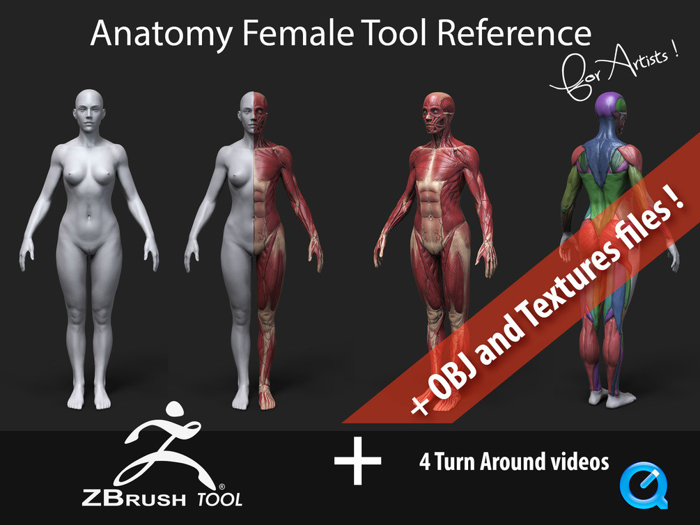 Artist Anatomy Tool, Art Muscle Reference Model, Female Human Body