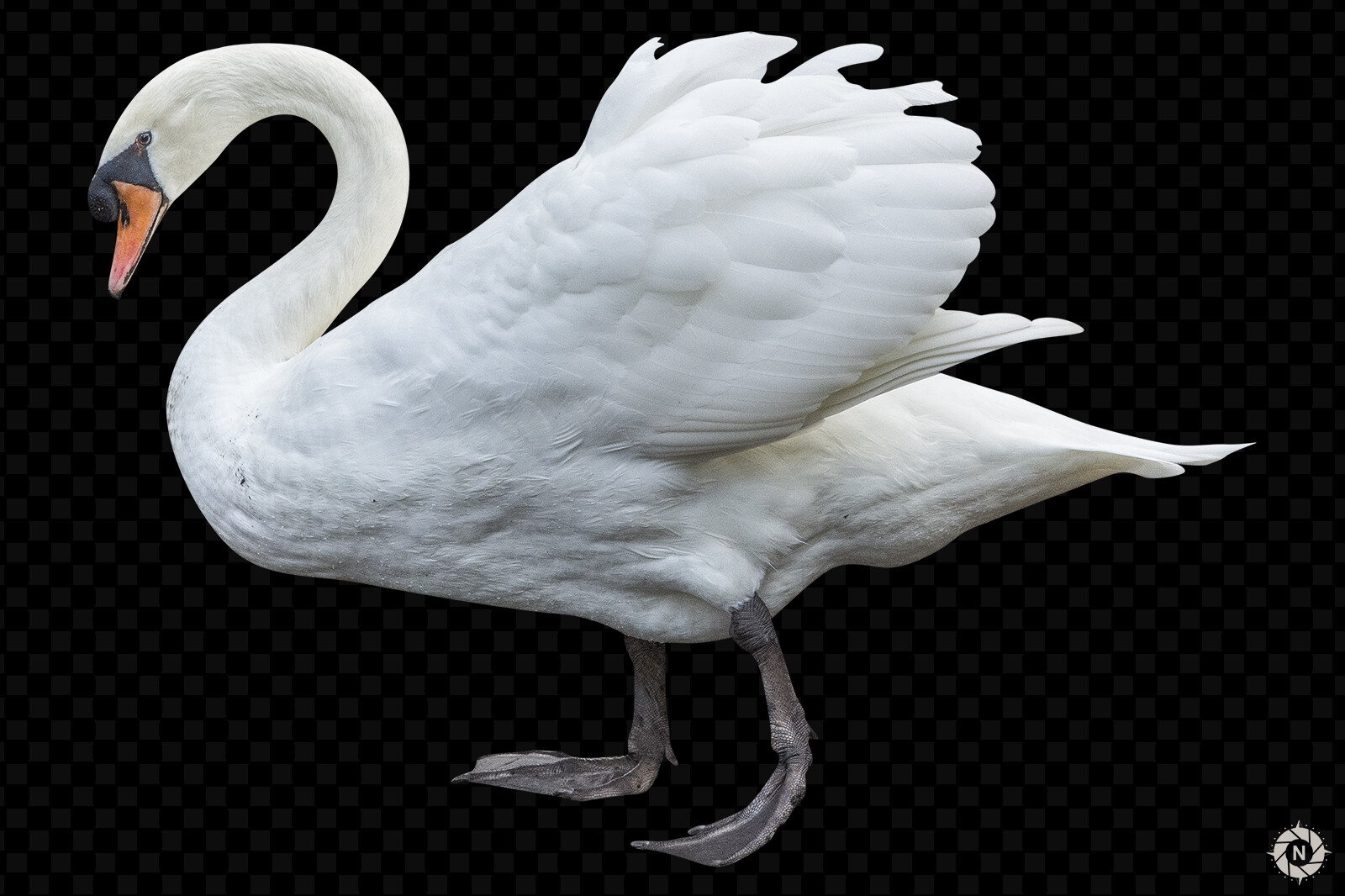 A picture of a swan