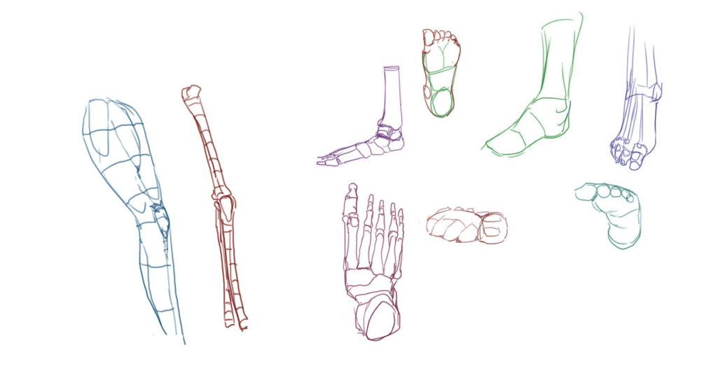 Foot and leg anatomy