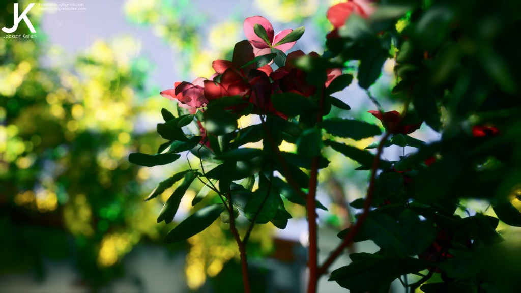 Shot of environment art with a red flower bunch. Golden light light is shining through the petals.
