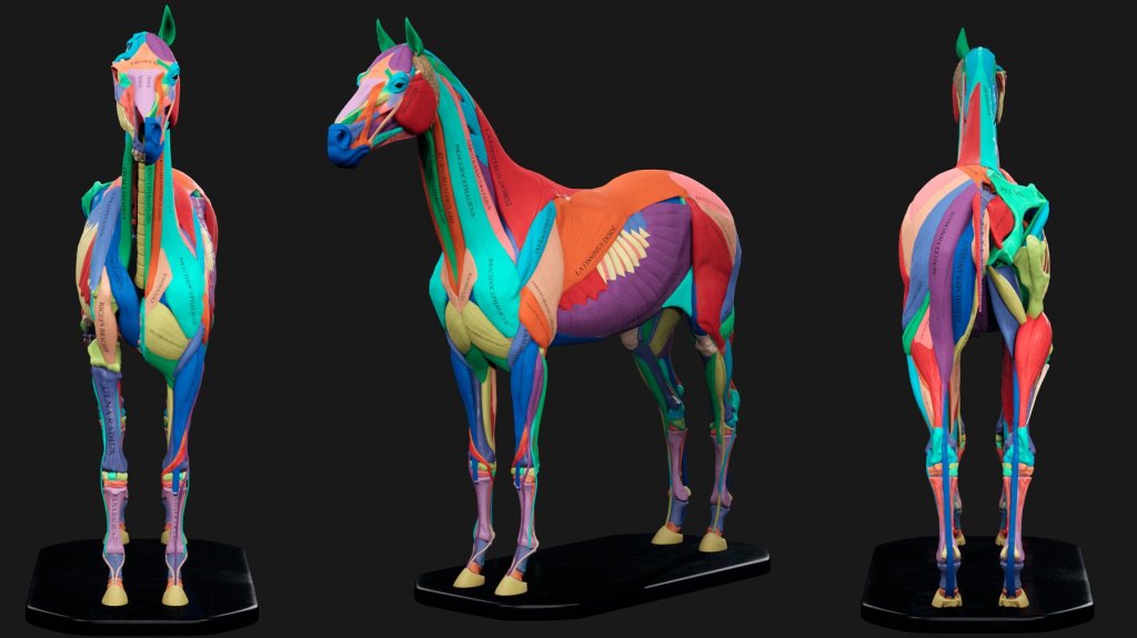 3 views of a 3d horse anatomy model. Different muscle groups are labeled and coloured.