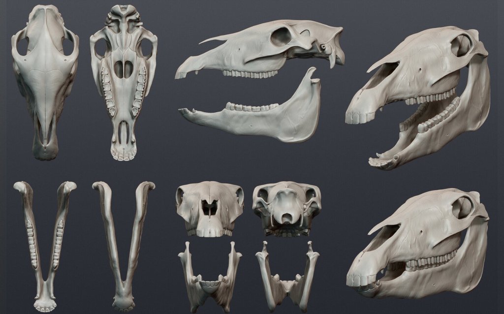 Various angles of a 3d horse skull.