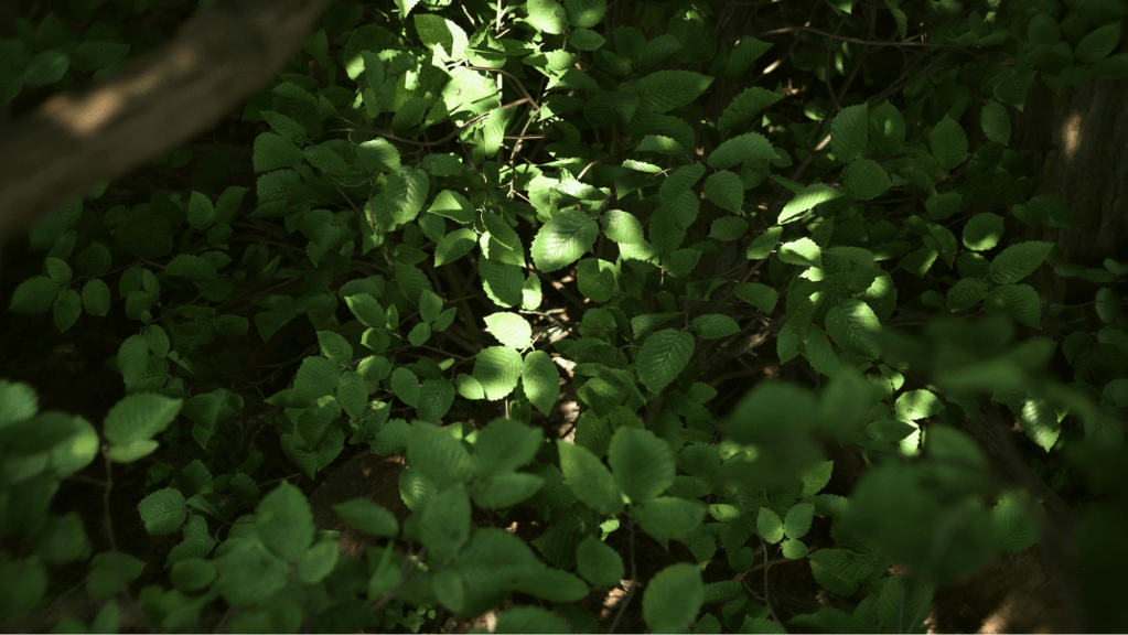 Shot of light reflected on forest floor leaves