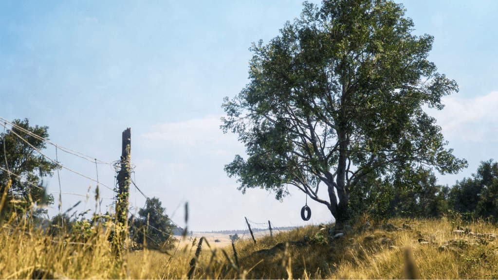 A field landscape with a tree and tire swing