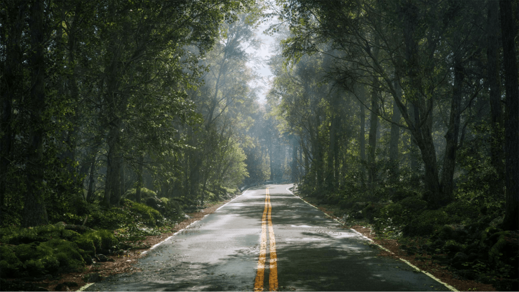 Shot of an empty forest road