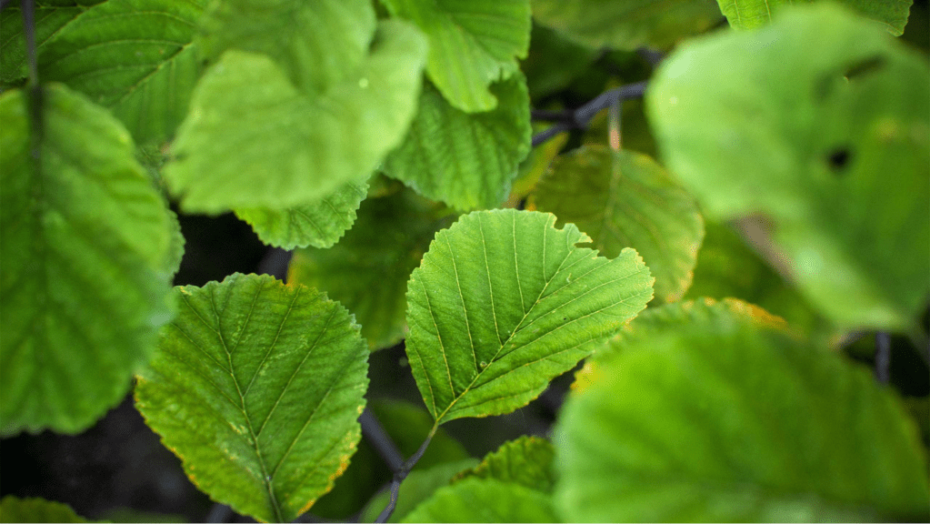 Close up of tree leaves